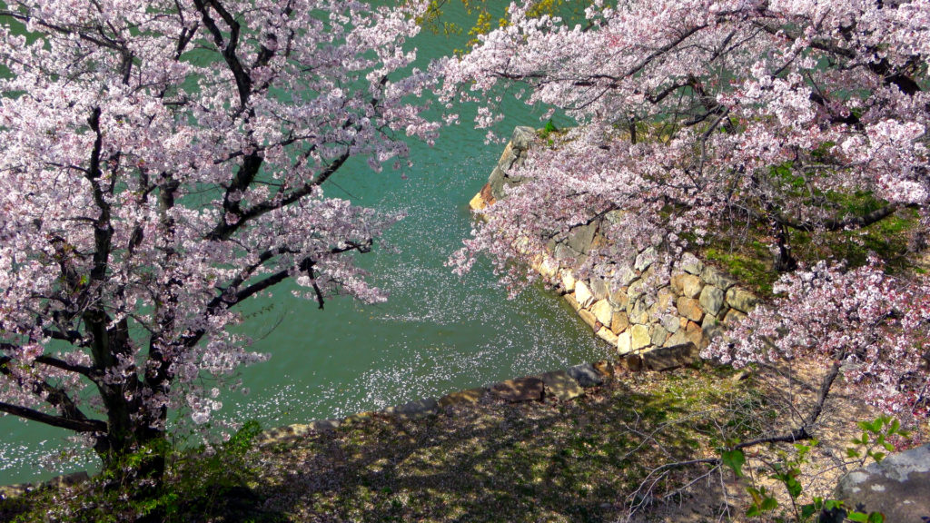 Sakurablüten im Wasser